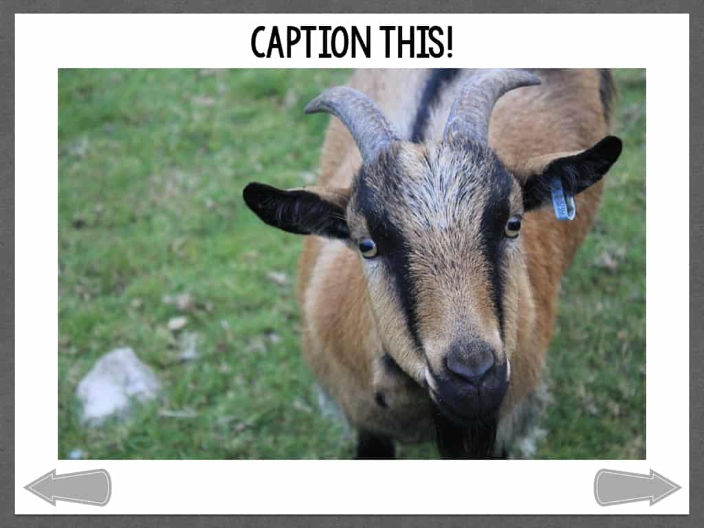 Caption This Animal Expressions The Digital SLP