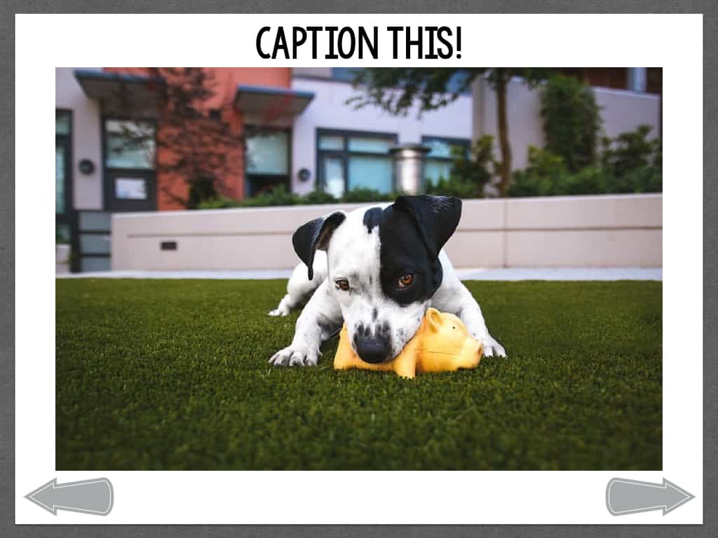 CaptionThis Dogs In Action The Digital SLP